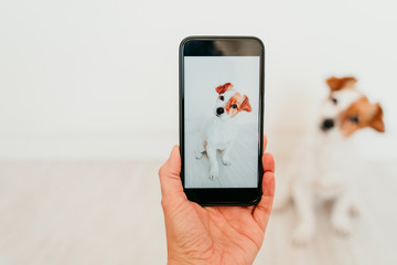 unrecognizable woman taking a picture with mobile phone of cute jack russell dog at home. Technology and pets concept - 323936641