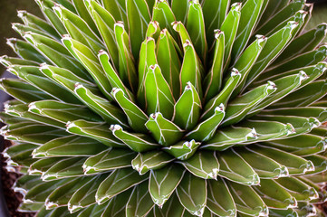 Closeup beauty of Agava victoriae-reginae T.Moore selective focus.