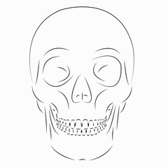 skull profile