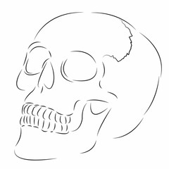 Obraz na płótnie Canvas skull