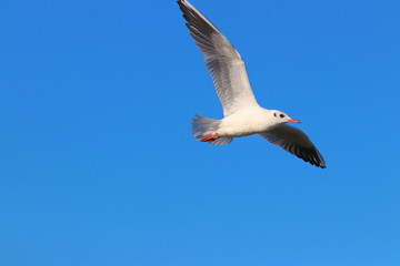 Seagull bird fly on the blue sky