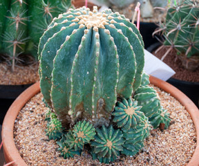 Closeup Barrel cactus, echinocactus grusonii inermis in the pot