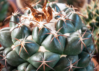 Closeup Coryphantha Succulent Cactus in the pot on blur background