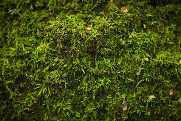 green moss background close-up