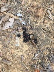 Ground dung of musk / weasel on the forest floor From a smart patrol