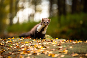 European Pine Marten (Marten Marten) Searching for Food