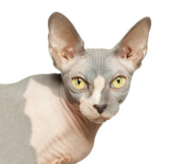 Fototapeta na wymiar Hairless Cat face close up isolated on white background