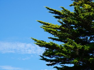 Konifere vor blauem Himmel isoliert