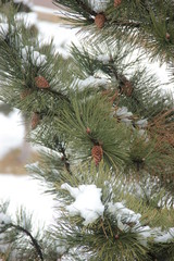 pine branch with cones