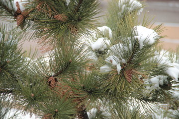 pine branch with cones