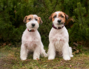 Two friendly dogs sit together on background of green Christmas trees in grass. Horizontal photo of Pets.