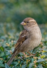Sparrow on a green boxwood bush in the garden