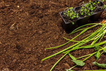 Green seedlings on soil background. Ready for planting in open ground. Plant care concept