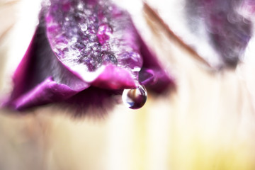 Fluffy delicate flowers of sleep-grass in early spring in drops of dew. Macro photo. very soft selective focus. close-up. Primroses.