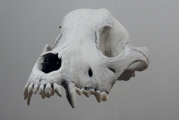 Skull Of A Dog With Preserved Teeth Floating In Air © AnyVIDStudio