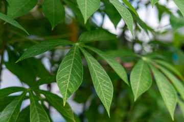 Fototapeta na wymiar Background of green leaves