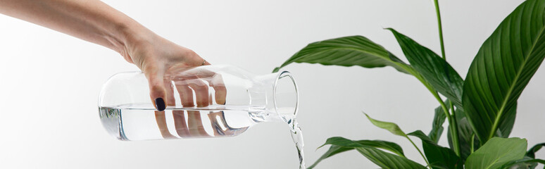 cropped view of woman pouring water from bottle near green peace lily plant on white background, panoramic shot