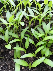 young plant in the garden