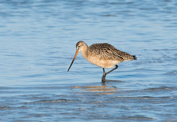 Marbled Godwit