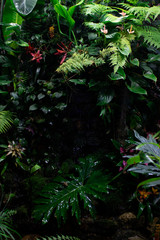 Caladium palm leaf with water drops on the background of defocused tropical dark forest. Blue duotone, trend color of year 2020. Horizontal.