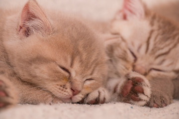 two kittens resting sleeping