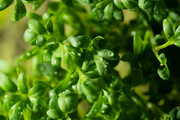 Microgreens watercress in drops of water, closeup. Super food, healthy nutrition and vegan concept.