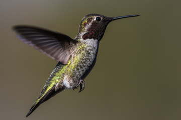 Plakat Hummingbird flying, flapping its wings in flight