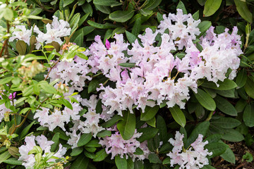 Beautiful flowering rhododendron Bush in spring.