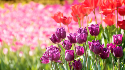 Beautiful tulips flower in tulip field at winter or spring day