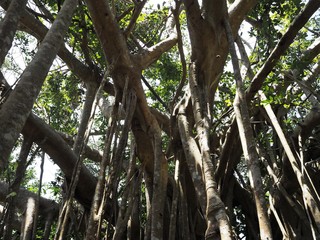 巨大なガジュマルの木（沖縄県国頭郡国頭村、大石林山）