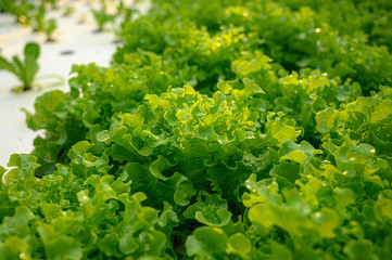 Green salad In an organic farm plot.