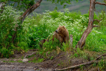 Obraz premium Ruling the landscape, brown bears of Kamchatka (Ursus arctos beringianus)