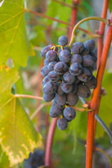 Red grapes in the vineyard