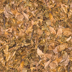 background: dry walnut leaves
