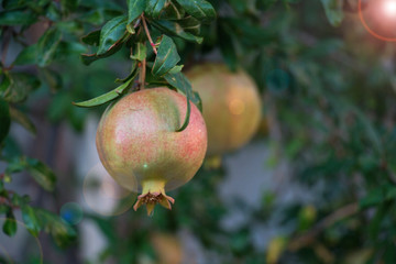 Pomegranate is not ripe green on a tree