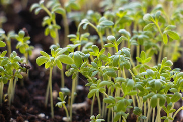 Fresh salad cress on a fresh background