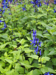夏の庭に咲くサルビア・ガラニチカ（メドーセージ）の花