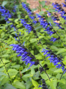 メドーセージ Images Browse 67 Stock Photos Vectors And Video Adobe Stock