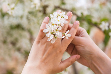Lovely wedding ring in female hand made from tree blossom. close-up young female hand touches blossoming apple tree with flowers in a garden,