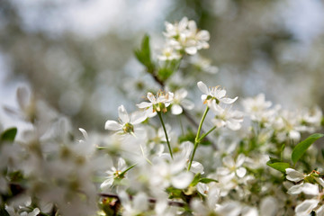 Flowering Trees In Spring. Beautiful blossom background. Spring blooming.