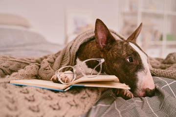 A horizontal photo of dog lying in bed, wearing glasses for vision, covered with a blanket, reading book in cozy apartment. Bull Terrier, animal