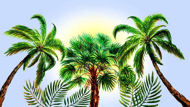 palm trees on background of blue sky. Palm trees. set of palm trees summer tropical concept isolated on white background. Watercolor  hand drawn illustration