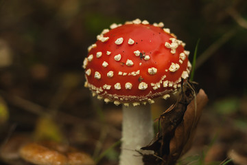 amanita muscaria