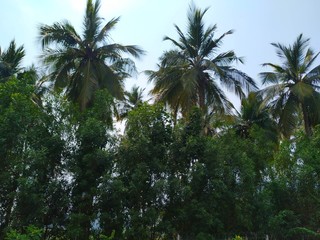 Fototapeta na wymiar Coconut trees, Coconut trees near road, Green trees & sunset,