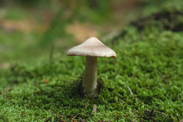 wild mushroom growing in the forest green moss