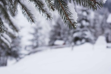 Pine tree covered by snow in the winter season, holiday time