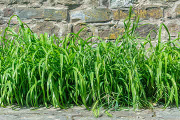 Bush weed in an old stone wall
