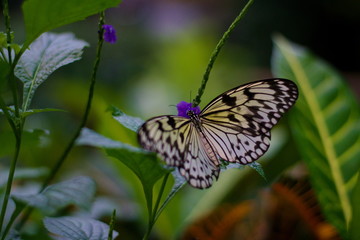 butterfly on flower