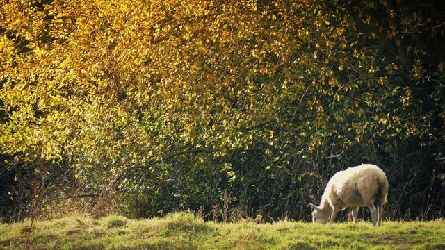 Sheep Grazing Near Tree In Golden Sunlight