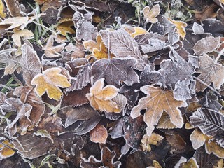 autumn leaves on ground